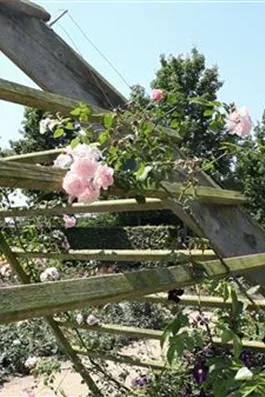 Gartengestaltung - Rosengarten