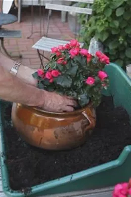 Blumenkübel - Bepflanzen mit mehreren Sommerblumen