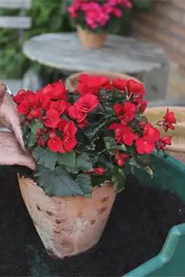 Blumenkübel - Bepflanzen mit Sommerblumen