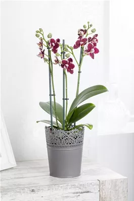 Phalaenopsis