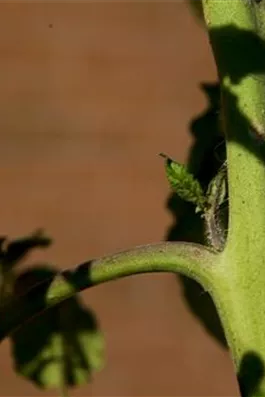 Wie machst du das? - Tomaten ausgeizen