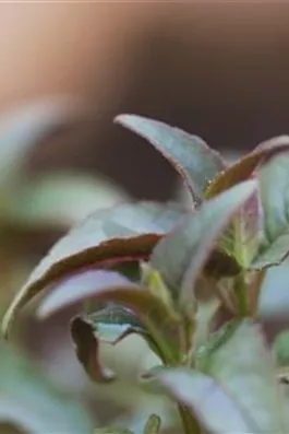 Minzblättrige Indianernessel - Einpflanzen im Garten