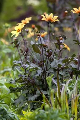 Der Boden im Blumenbeet: Vorbereitung und Pflege