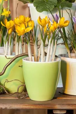 Frühling auf dem Balkon geht ohne bunte Blumen gar nicht