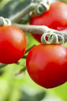 Alte Tomatensorten gibt es auch fürs Freiland