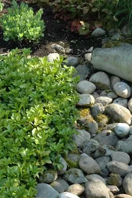 Auf dem Boden der Tatsachen – Bodendecker im Garten