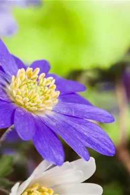 Anemonen im Topf bringen Farbenfreude auf den Balkon