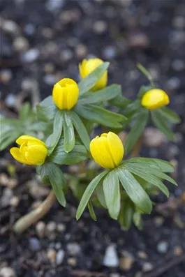 Winterlinge – erste Farbtupfer im winterlichen Garten