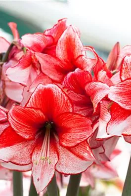 Amaryllis – pflanzen und pflegen im Haus