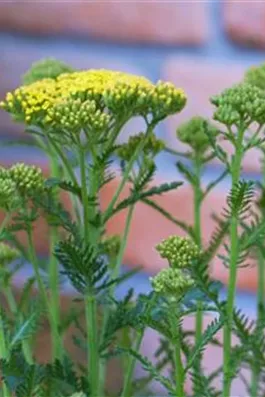 Schafgarbe - Einpflanzen im Garten (gelb)