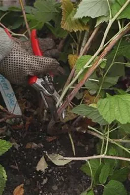 Himbeeren - Zurückschneiden im Herbst